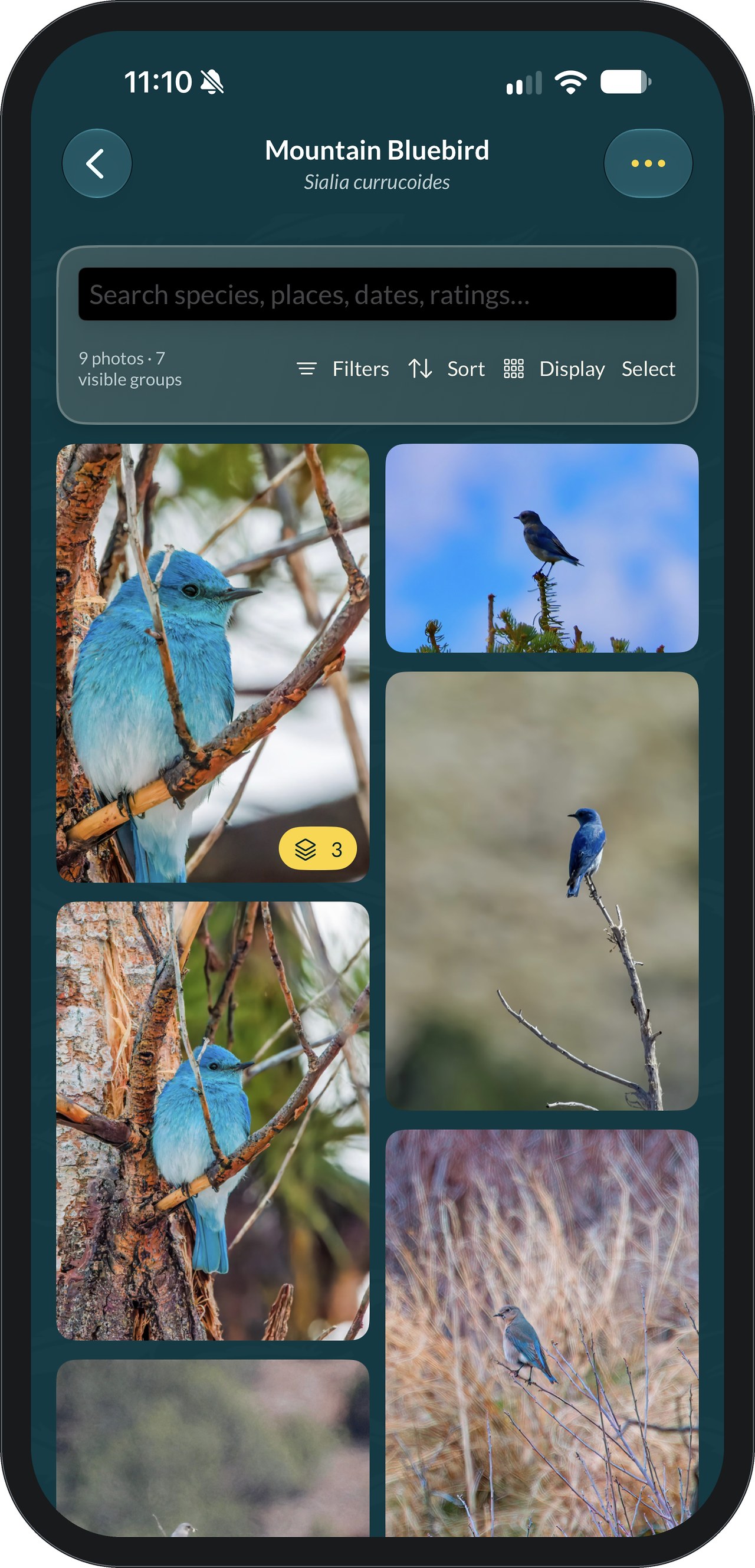 FeatherDex Mountain Bluebird species page in photo view: a search bar, Filters, Sort, Display and Select buttons, and a two-column grid of bluebird photos. The first tile has a yellow stack badge reading 3