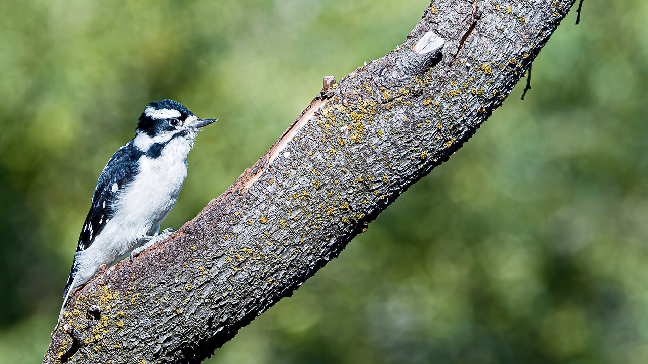 Downy Woodpecker perched on a textured tree branch against a soft green background