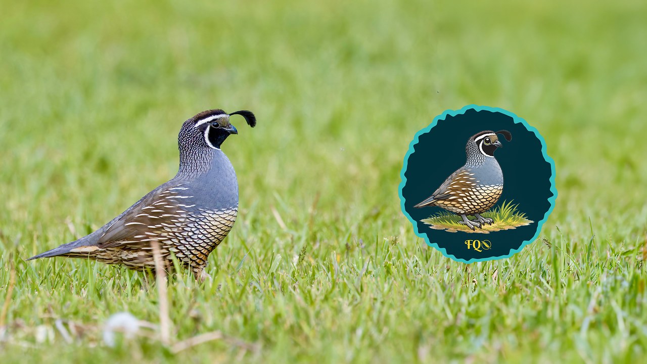 Real California Quail photograph beside its FeatherQuest cartoon-style sticker transformation