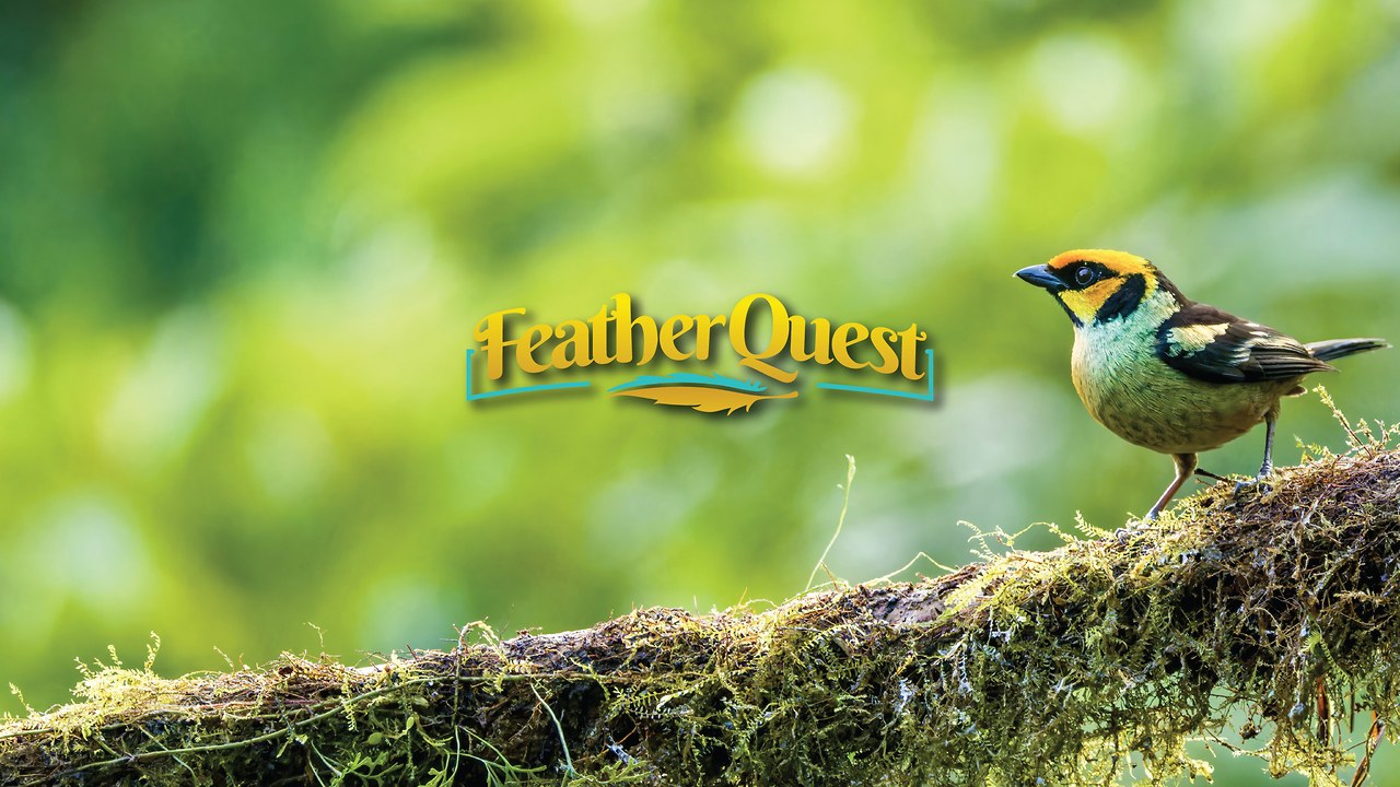 Flame-faced Tanager on a mossy perch in Quito, Ecuador with the FeatherQuest watermark