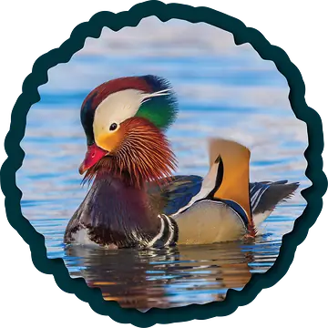 A colorful Mandarin Duck swimming in Spring Lake, UT, USA