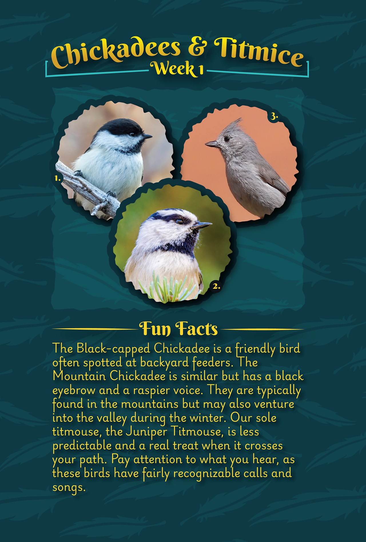 Interior page of FeatherQuest Utah: Season One showing the Chickadee weekly bird family challenge