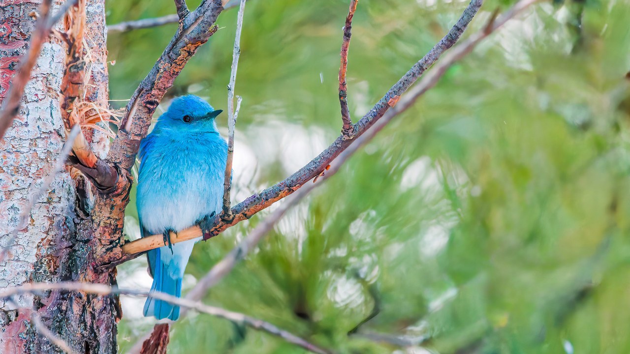 Mountain Bluebird perched in a pine tree in Mike Marshall's backyard near Hobble Creek in Mapleton Utah