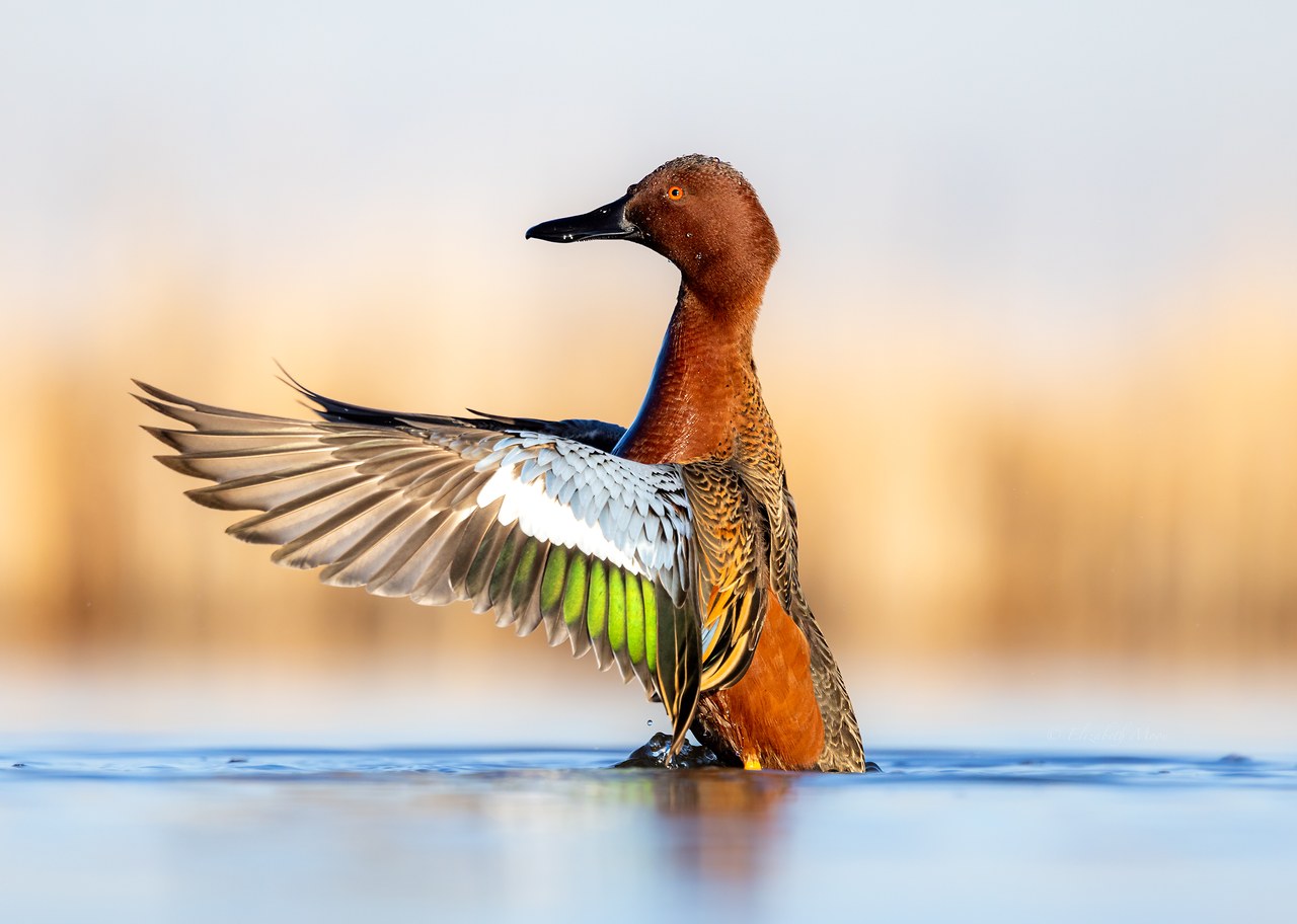 A Cinnamon Teal raising one wing while standing in shallow water, photographed by Elizabeth Moon