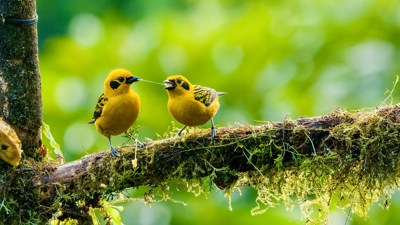 Two golden tanagers interacting on a moss-covered branch against a vibrant green forest background.