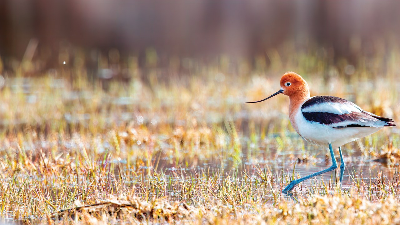 An American Avocet walking through a Utah marsh