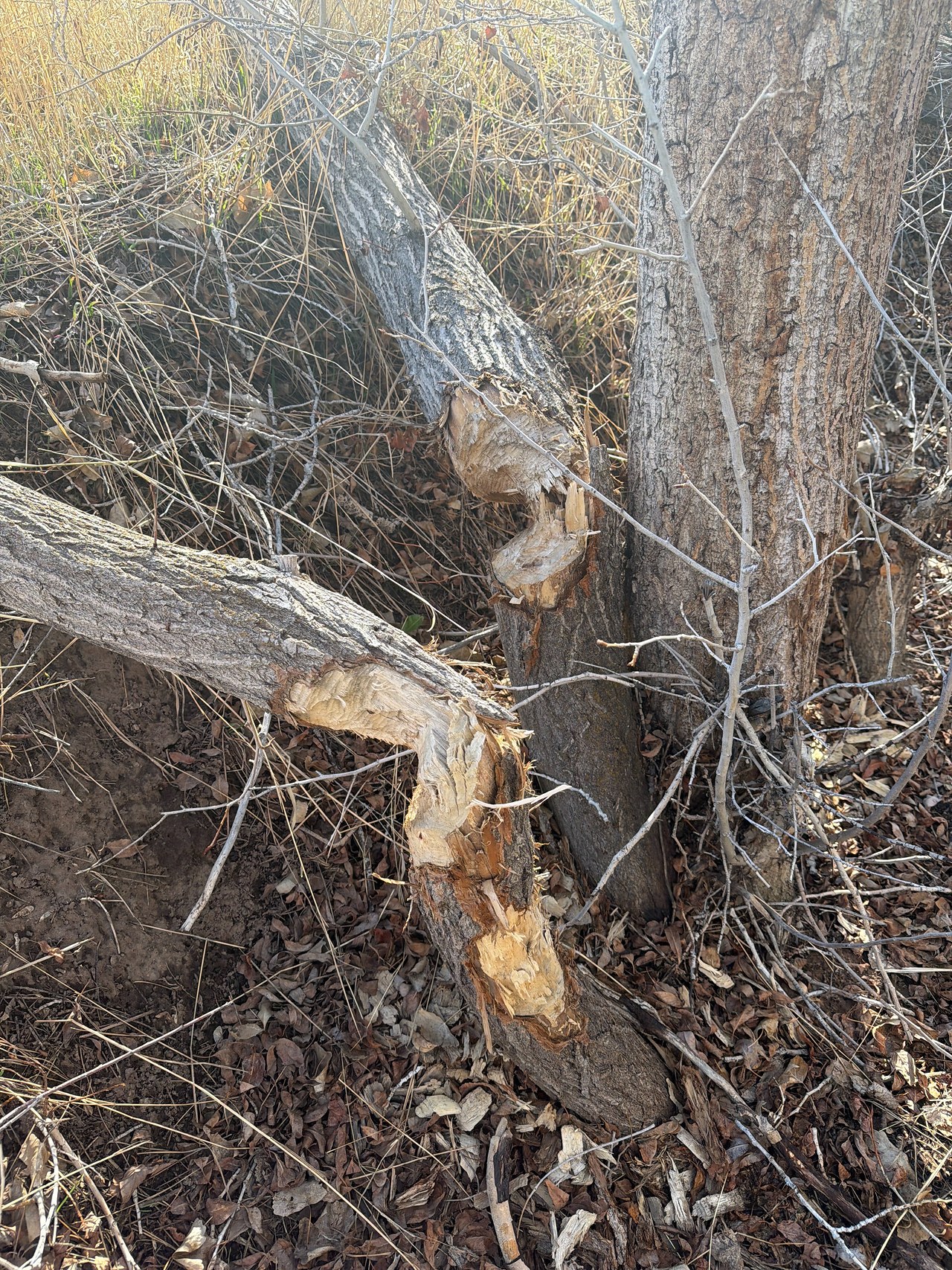 Tree along Hobble Creek showing fresh beaver chew marks and gnawed wood at the base