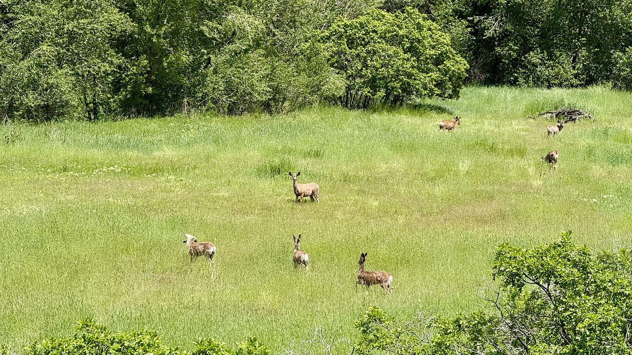 Mule deer grazing in a meadow along a tree-lined creek corridor in Hobble Creek, Utah