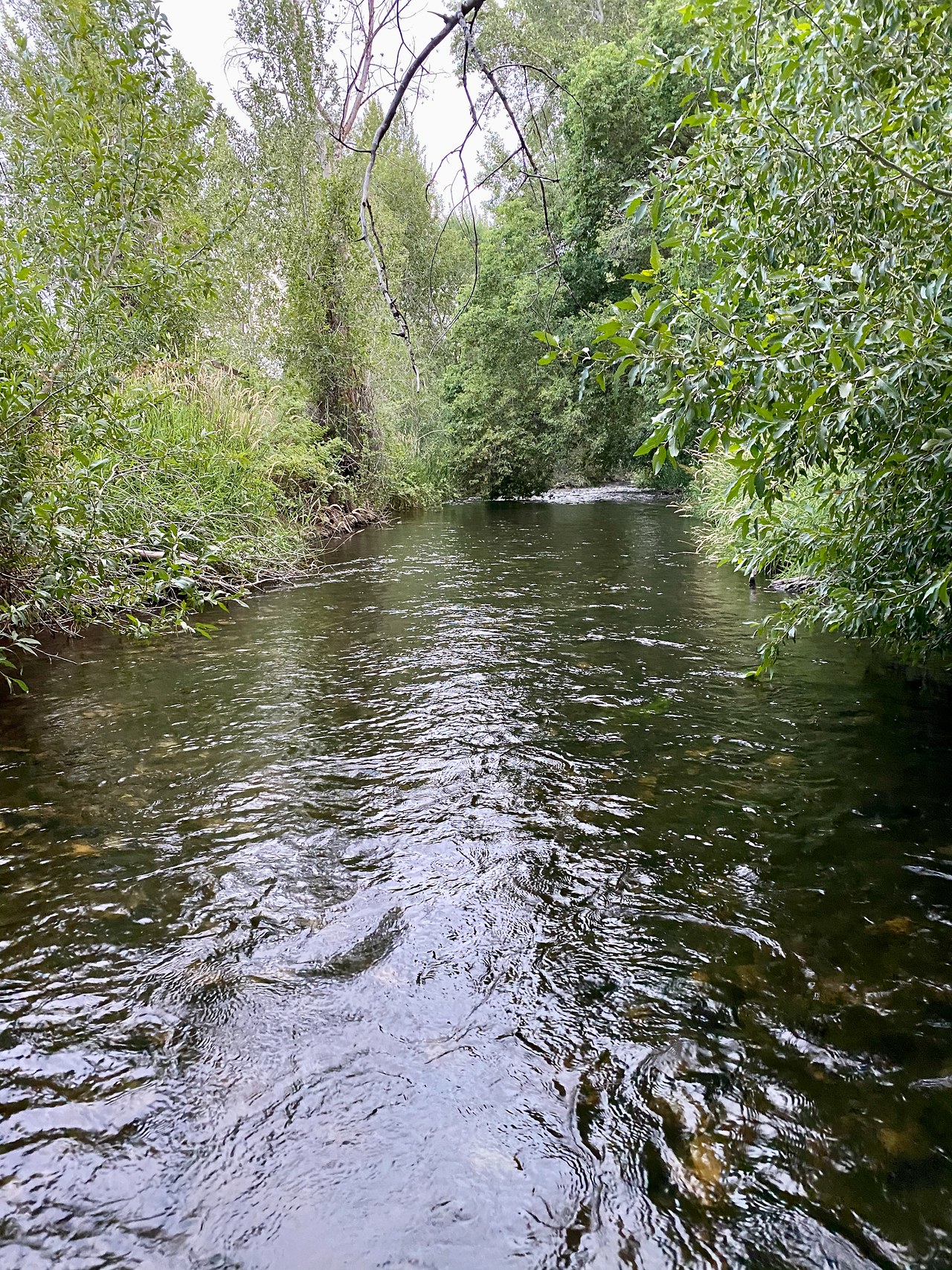 View standing in Hobble Creek with flowing water and dense riparian vegetation on both sides