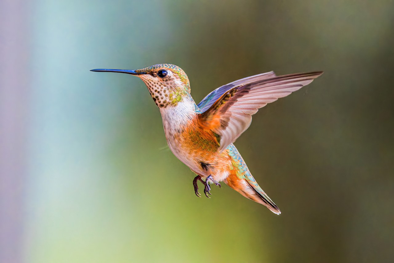 Rufous Hummingbird hovering in the backyard with soft green and blue background