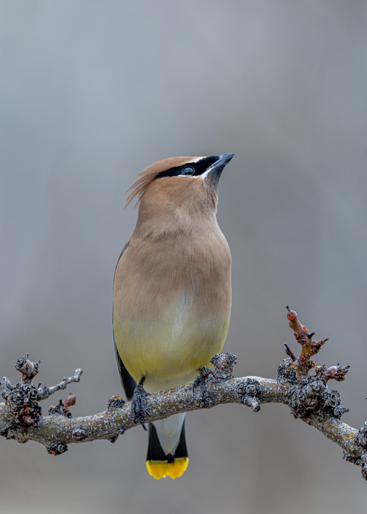 Waxwing perched on a branch in a quiet backyard setting with a soft gray background