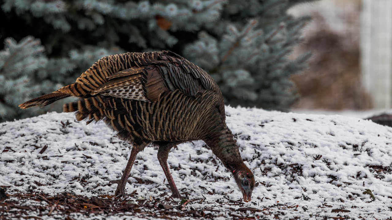 Wild Turkey foraging in light snow near a residential area, showing natural behavior in winter conditions