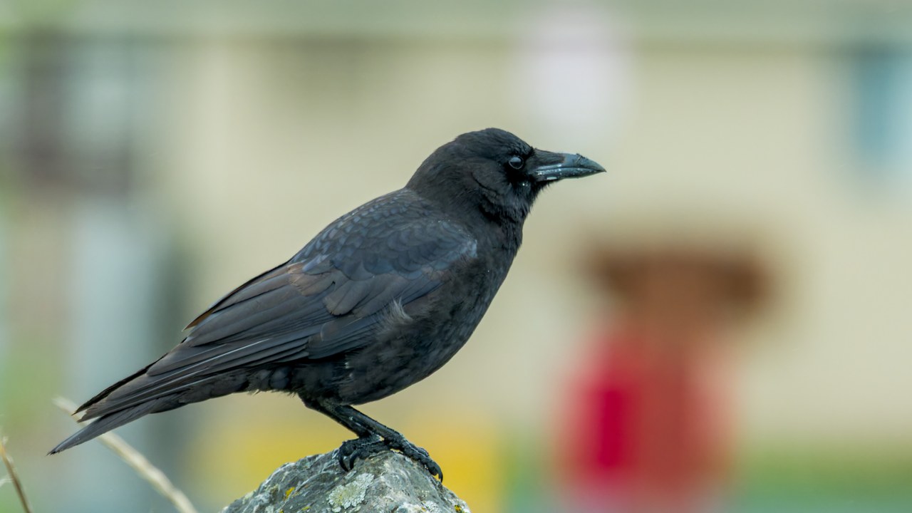 Close portrait of an American Crow with sharp detail