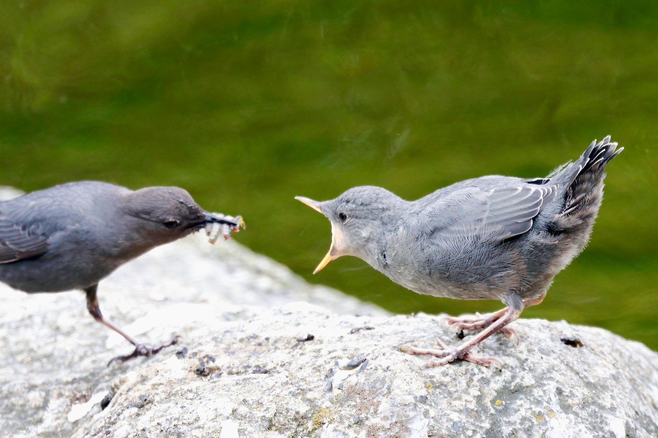 American Dipper being fed by parent standing on a rock in Alaska