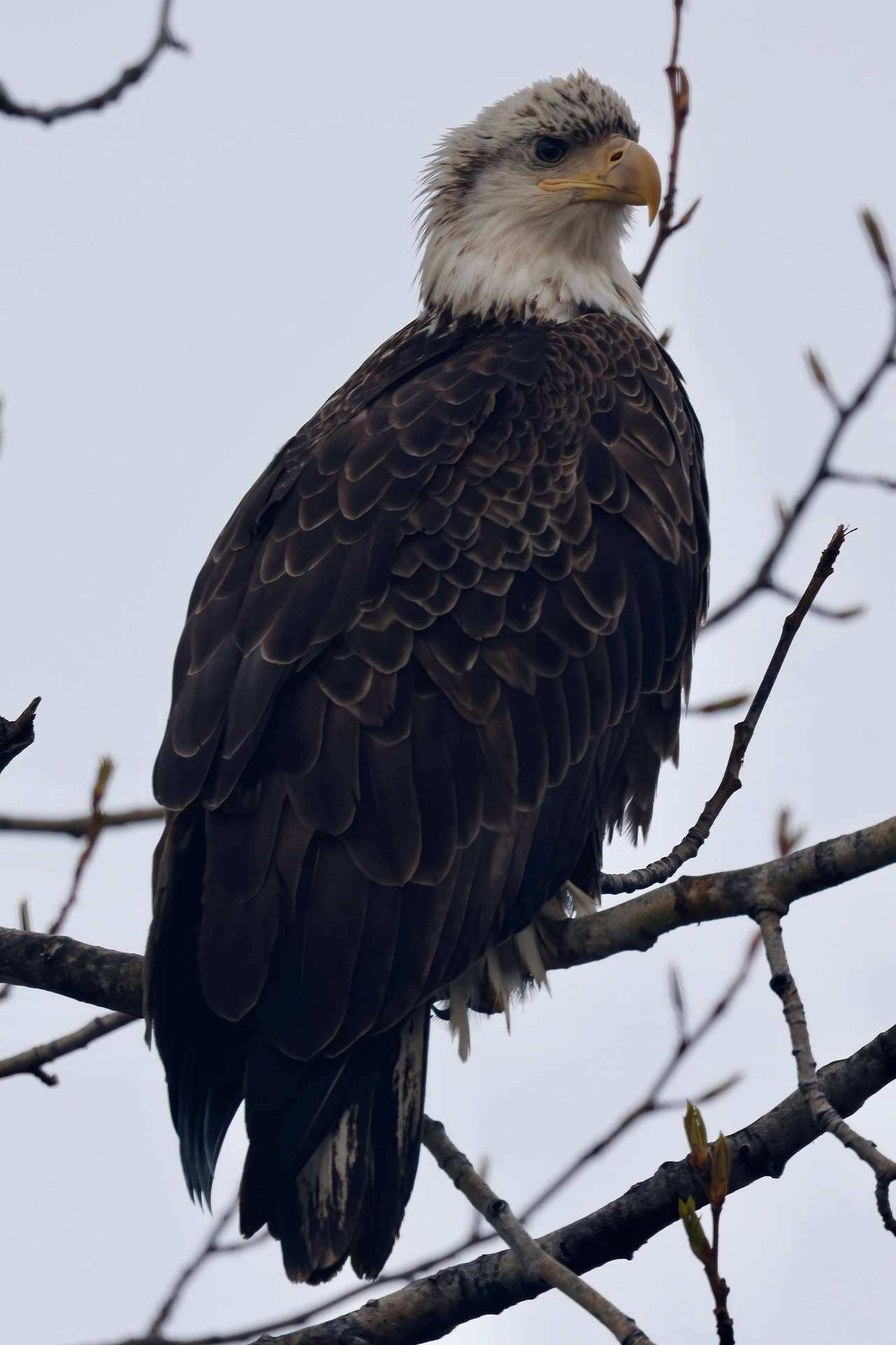 Close portrait of a Bald Eagle showing detailed feathers and eye