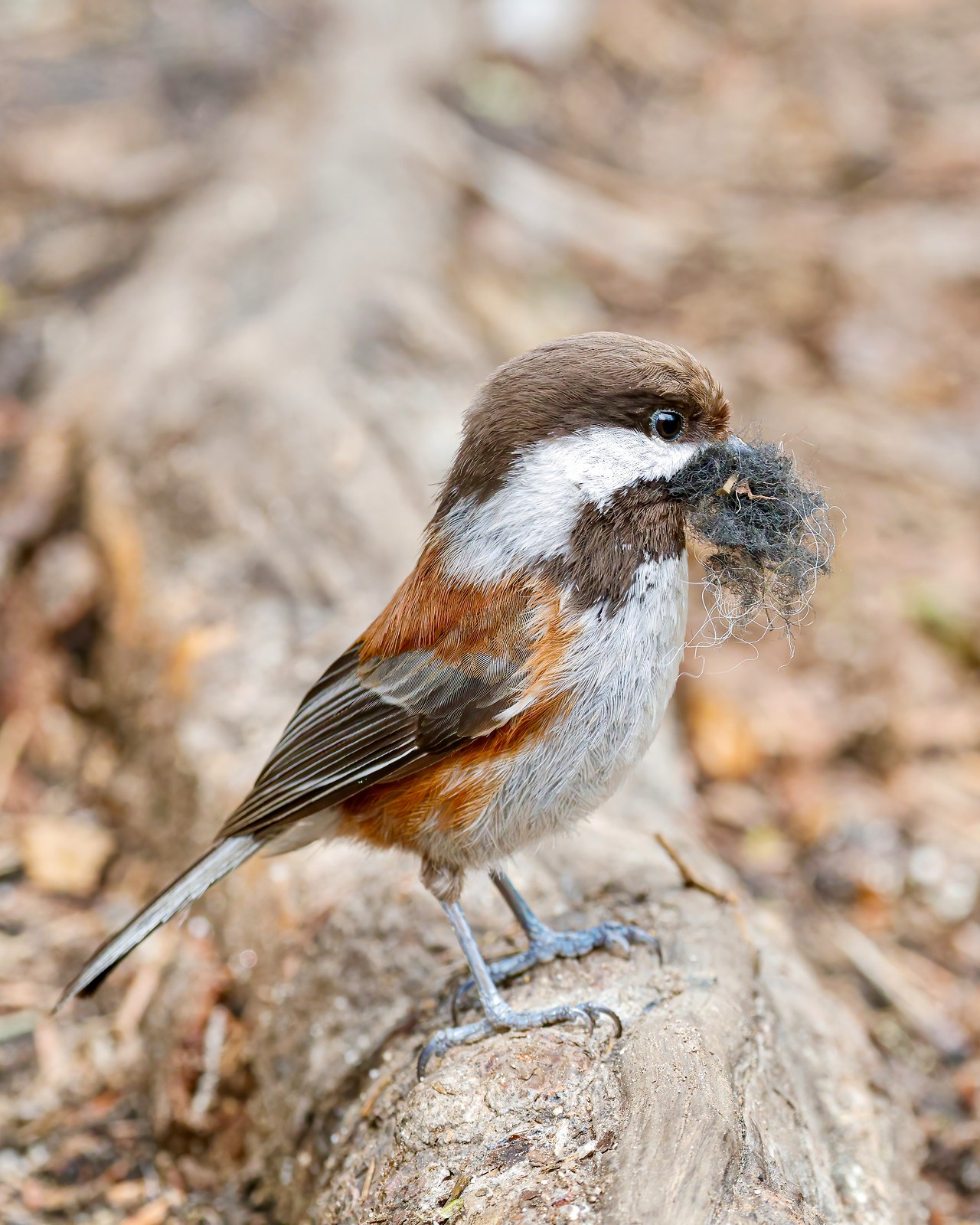 Chestnut-backed Chickadee holding nesting material in its beak up close