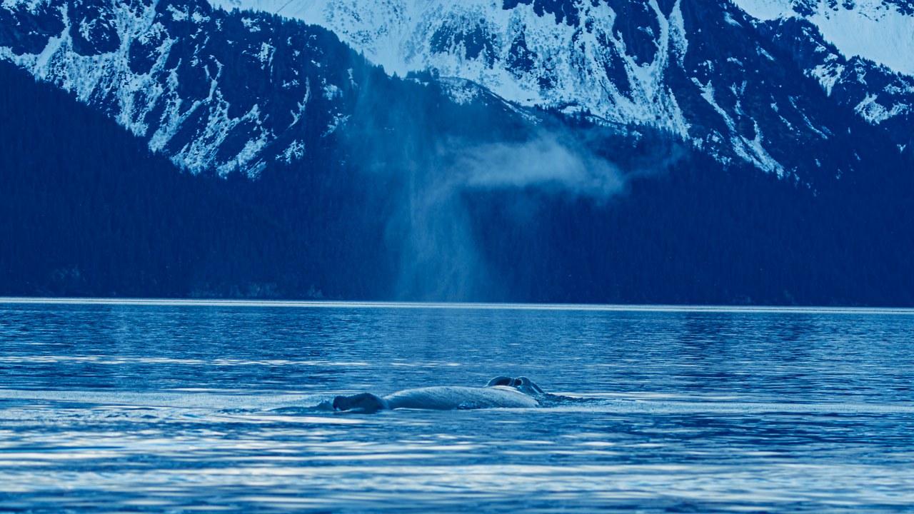 Humpback whale surfacing and exhaling in cold Alaskan water