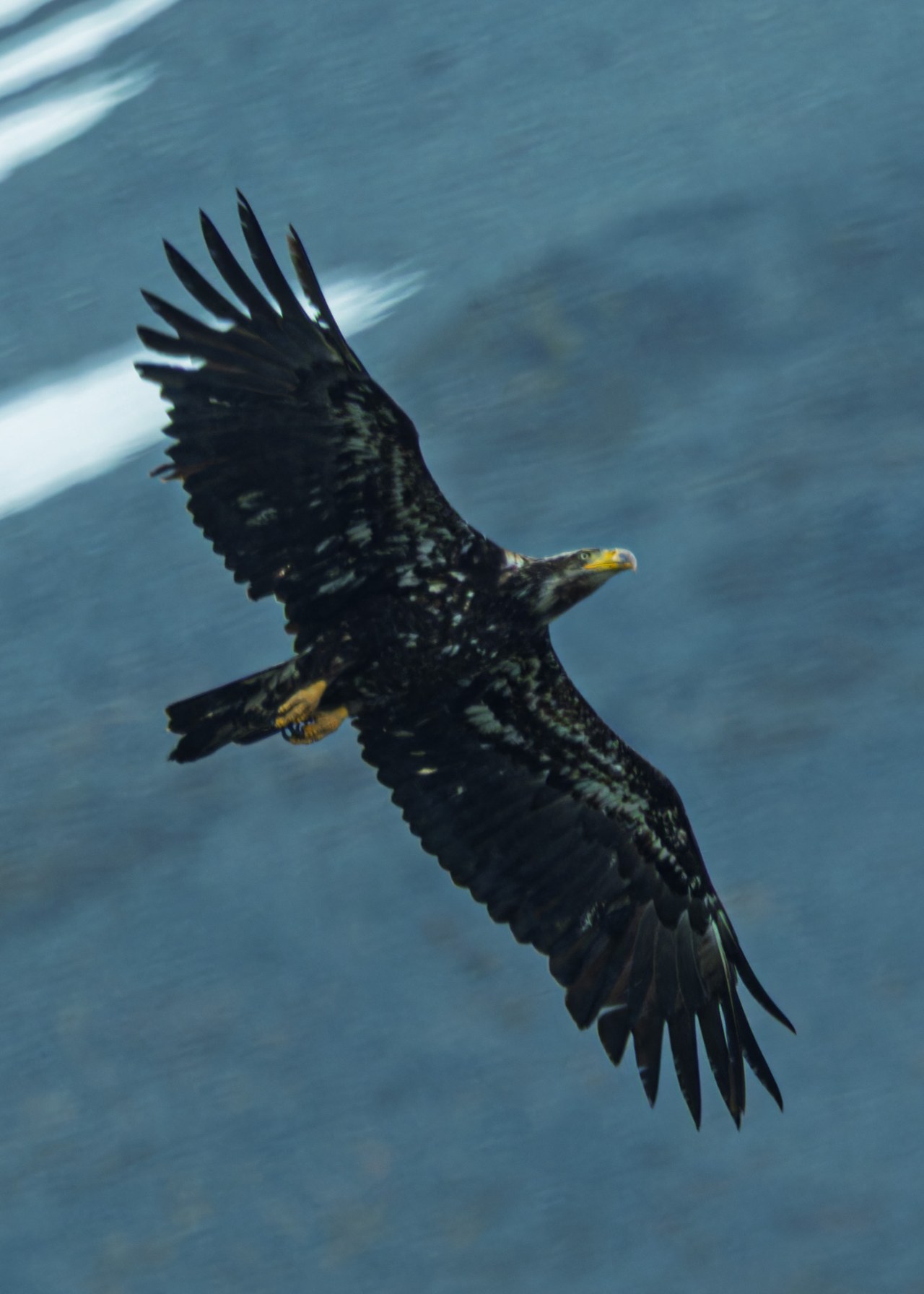 Bald Eagle soaring across a mountainous Alaskan backdrop