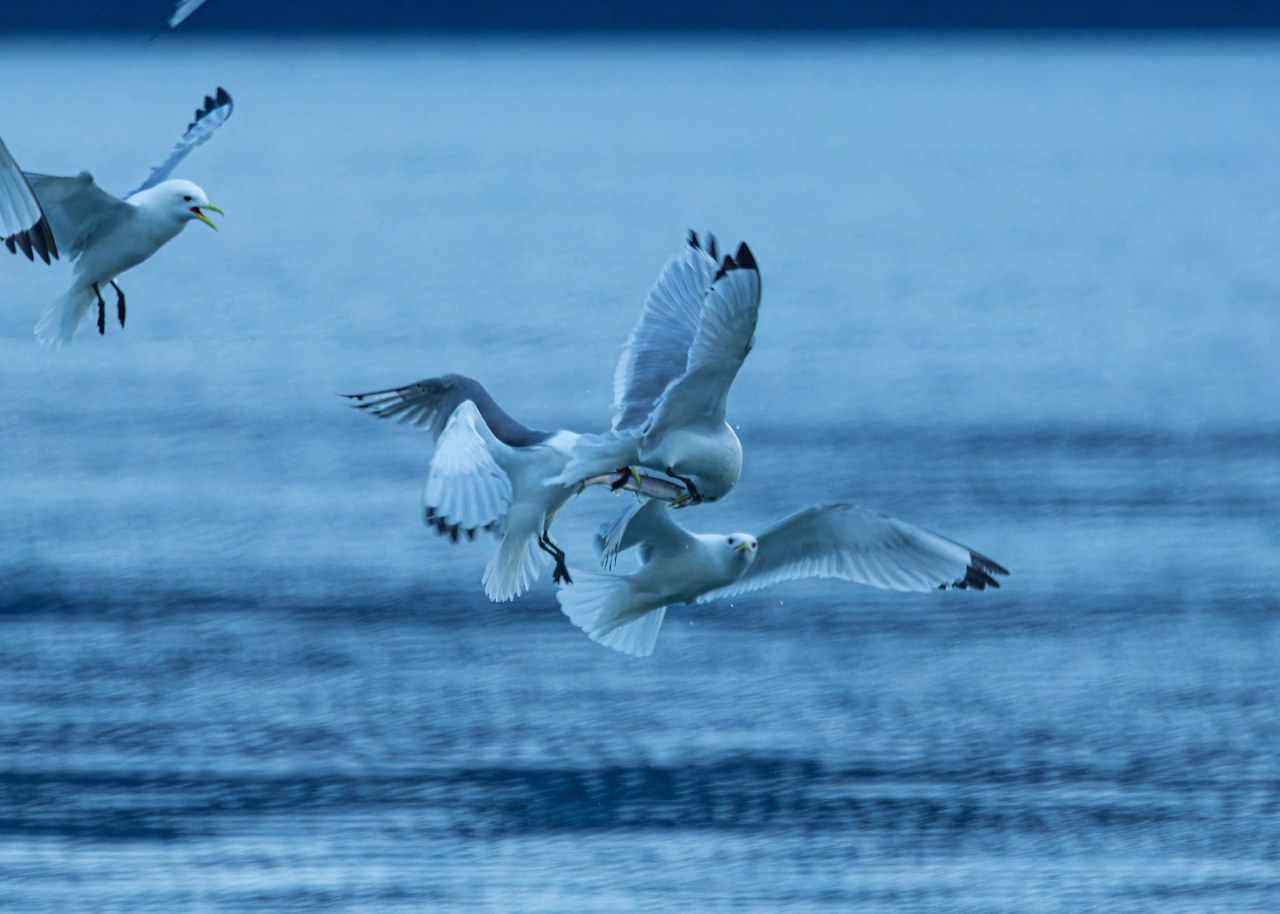Black-legged Kittiwakes fighting over a fish over the ocean water in Alaska