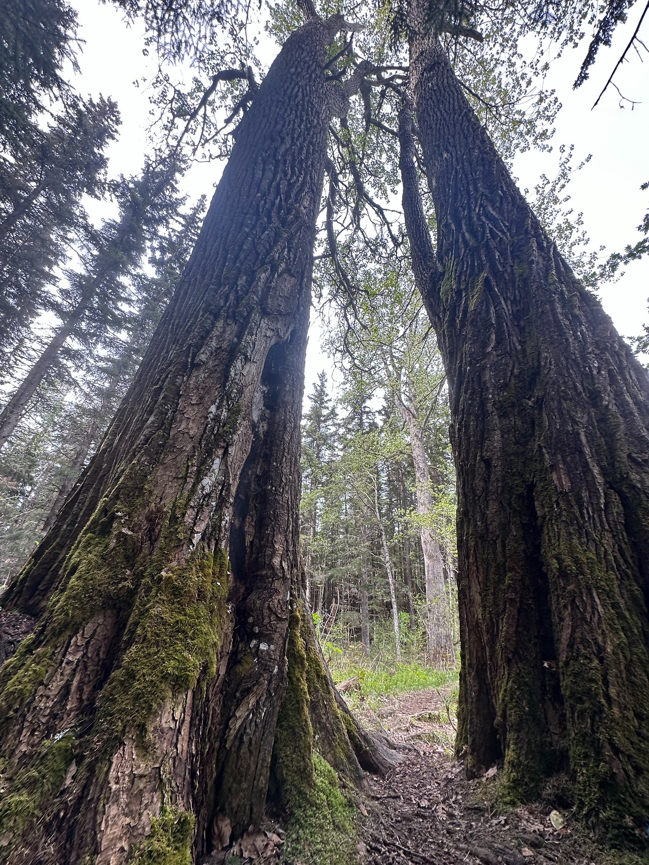 Towering moss-covered trees in dense Alaskan forest viewed from below