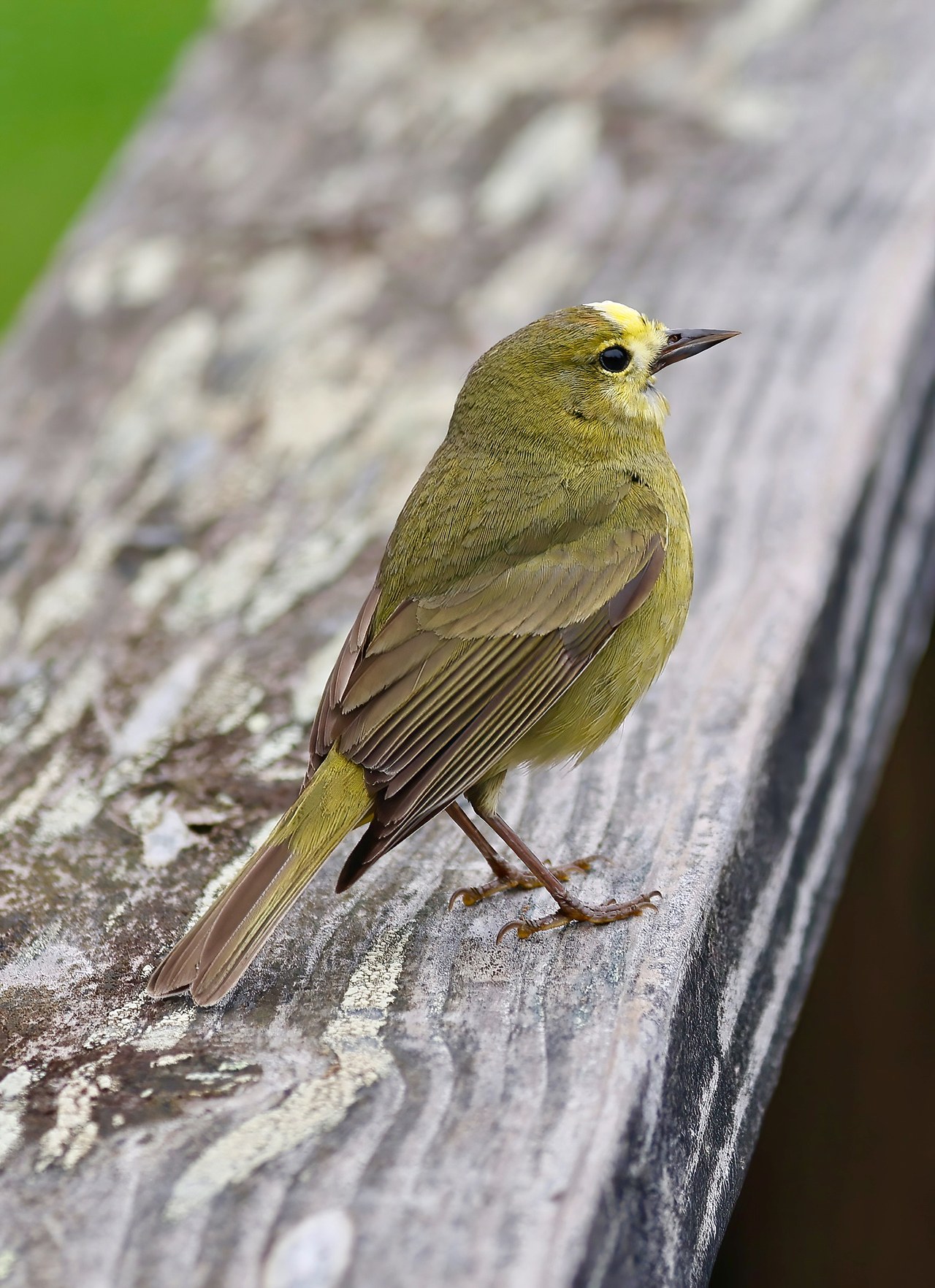 Orange-crowned Warbler perched on wood railing with subtle olive coloring