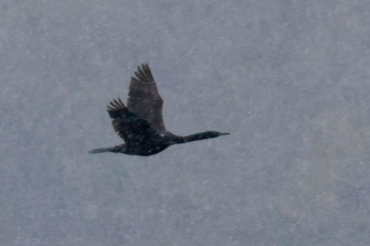 Pelagic Cormorant flying through rain in Alaska