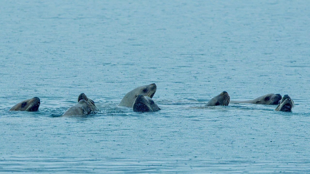 Group of sea lions floating together in calm Alaskan water