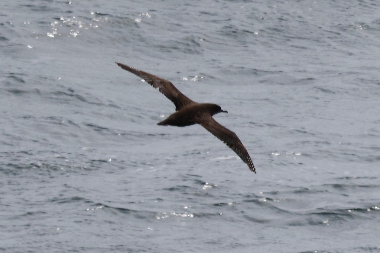 Sooty Shearwater gliding just above ocean surface