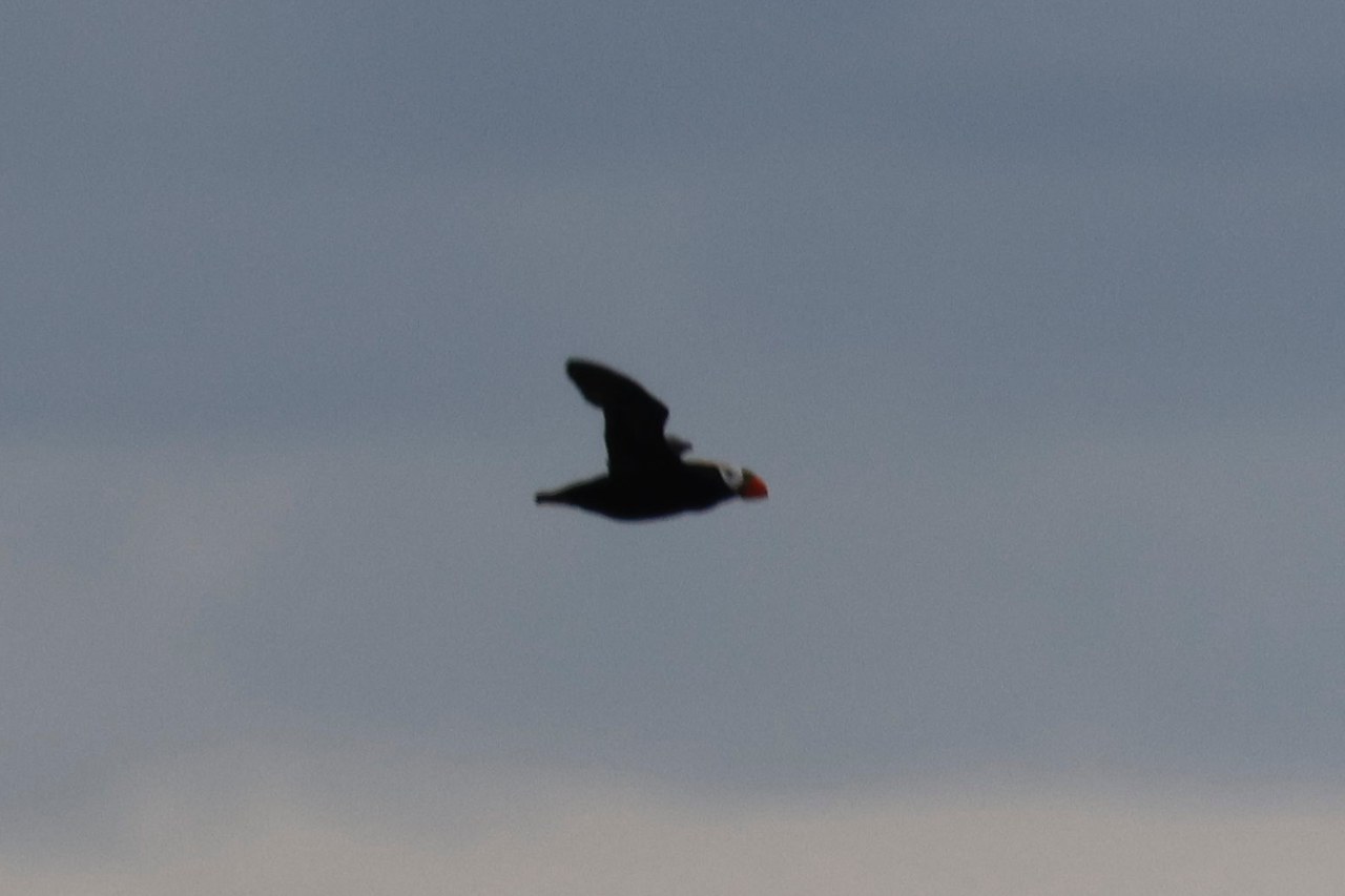 Distant puffin flying across a gray Alaskan sky with only a faintly visible colorful bill