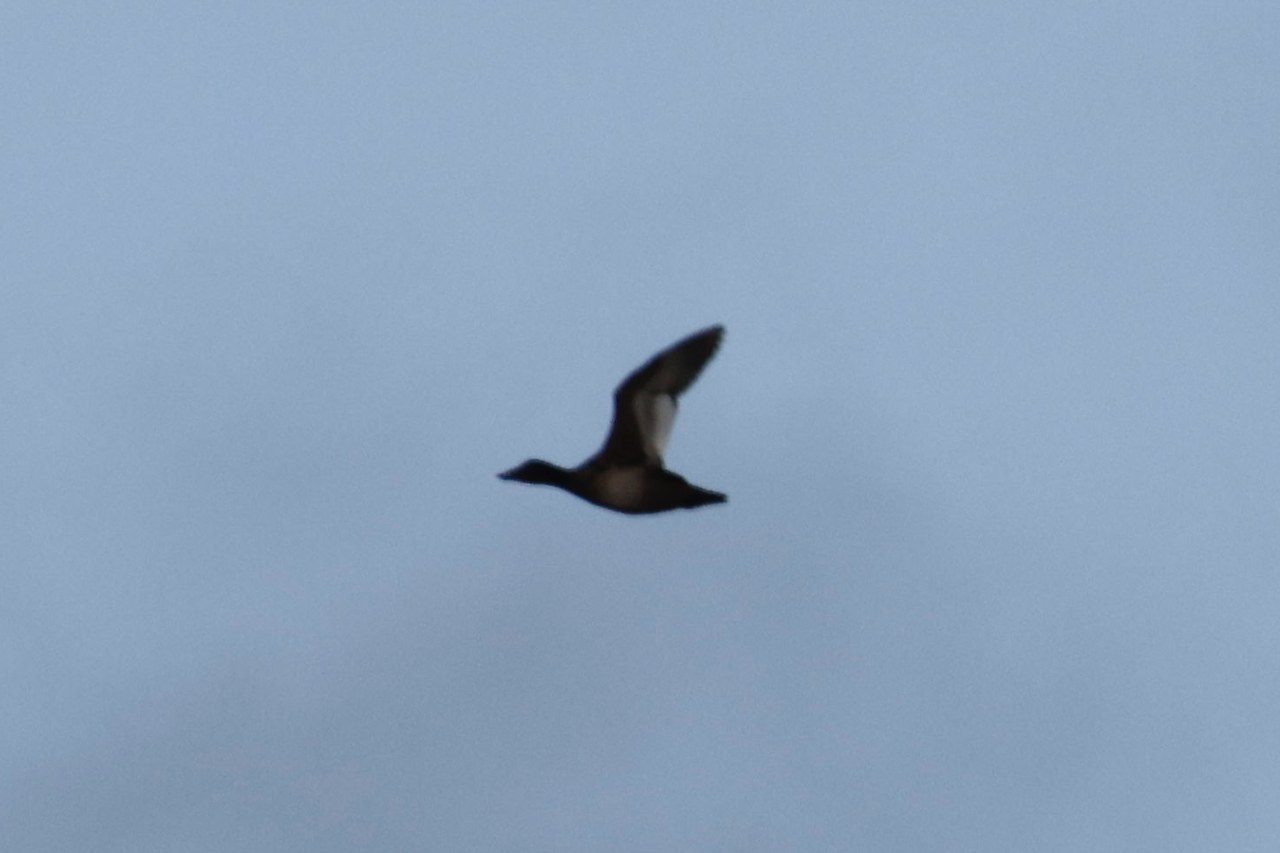 Distant White-winged Scoter flying over open ocean in Alaska