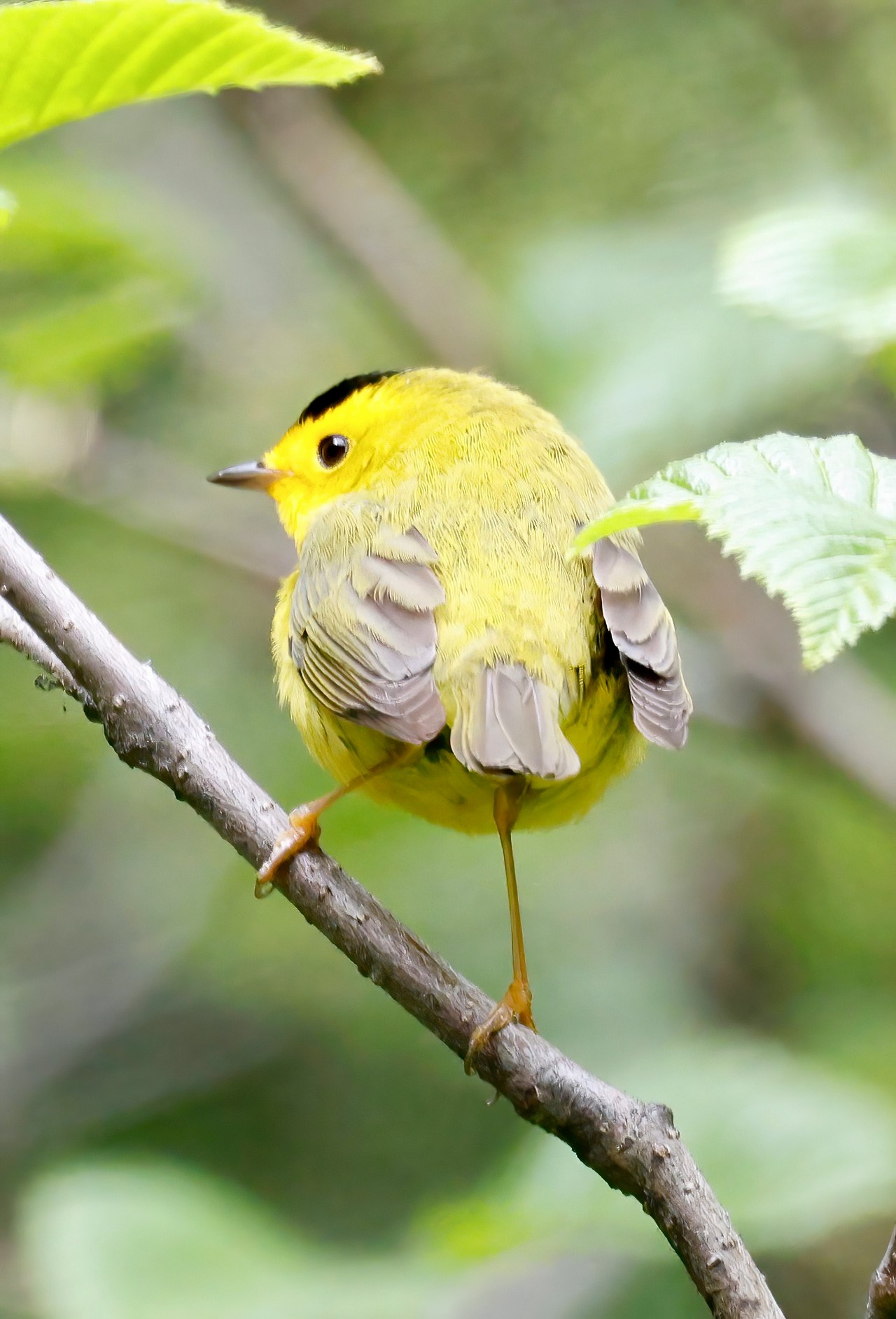 Wilson's Warbler perched on a branch showing bright yellow plumage and black cap