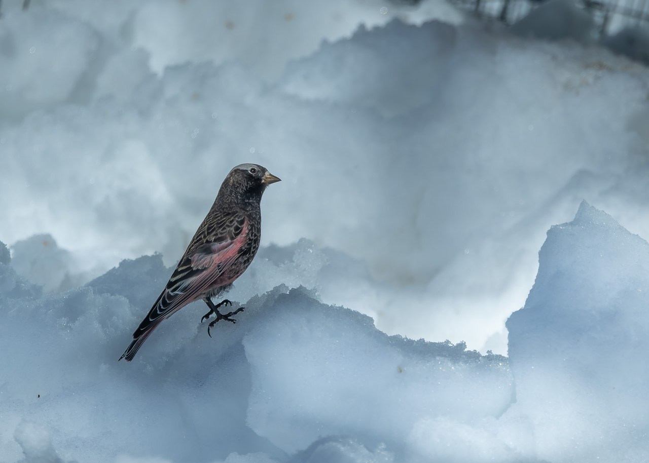 Black Rosy Finch standing on textured snow near the Alta feeders with an icy snowbank behind