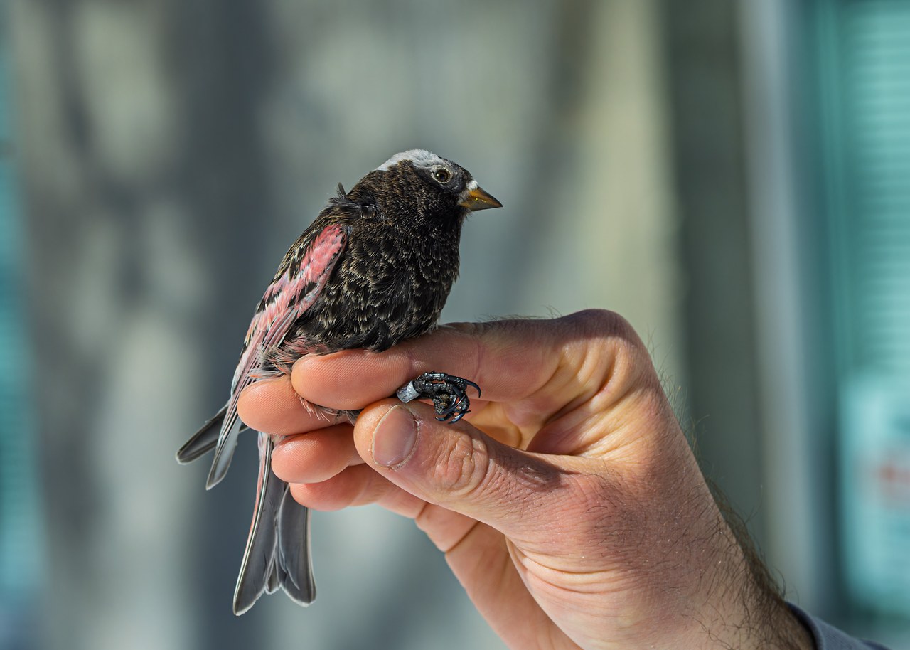Black Rosy Finch held gently during banding at Alta