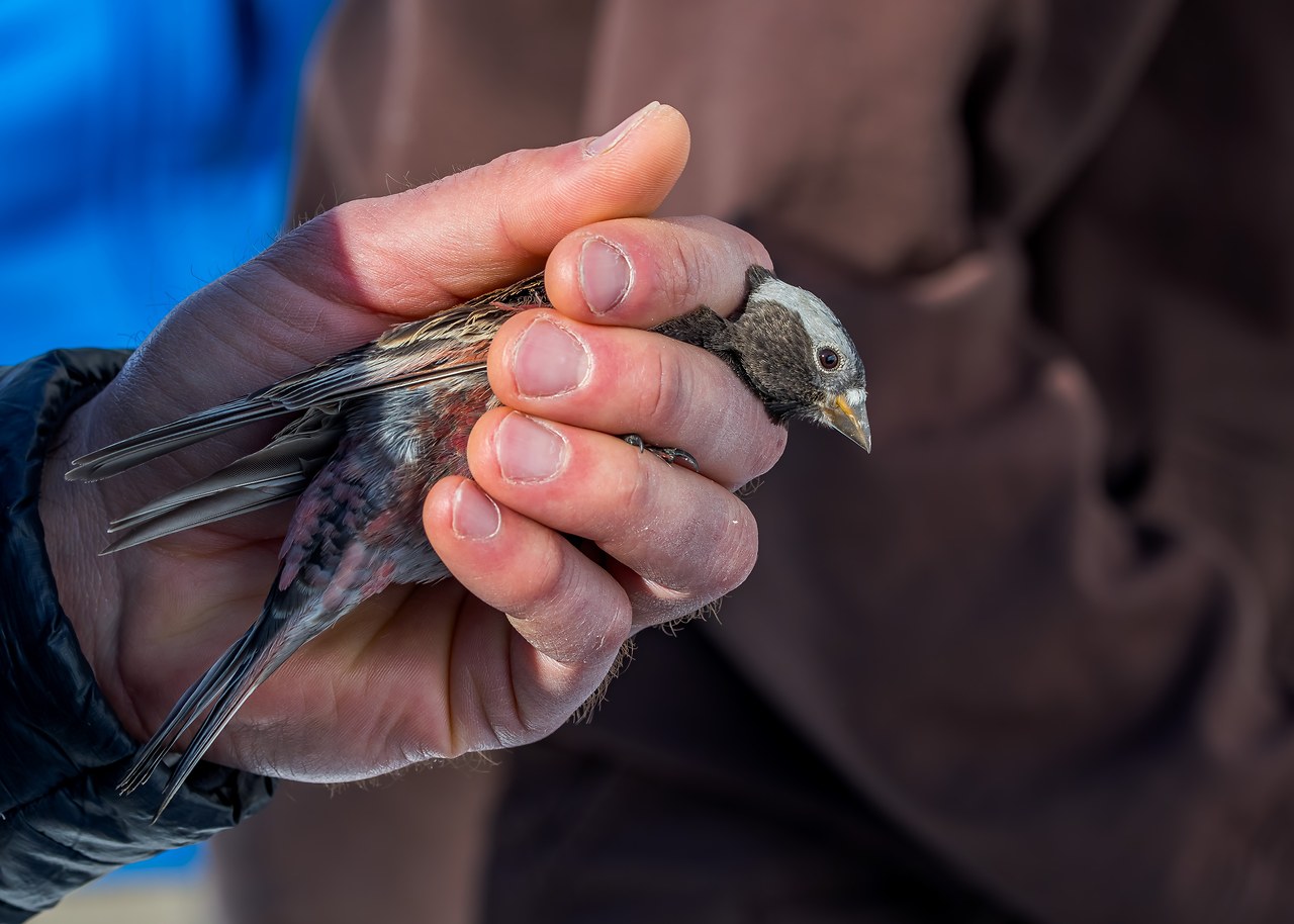 Black Rosy Finch held gently in hand with a visible leg band at the Alta banding station