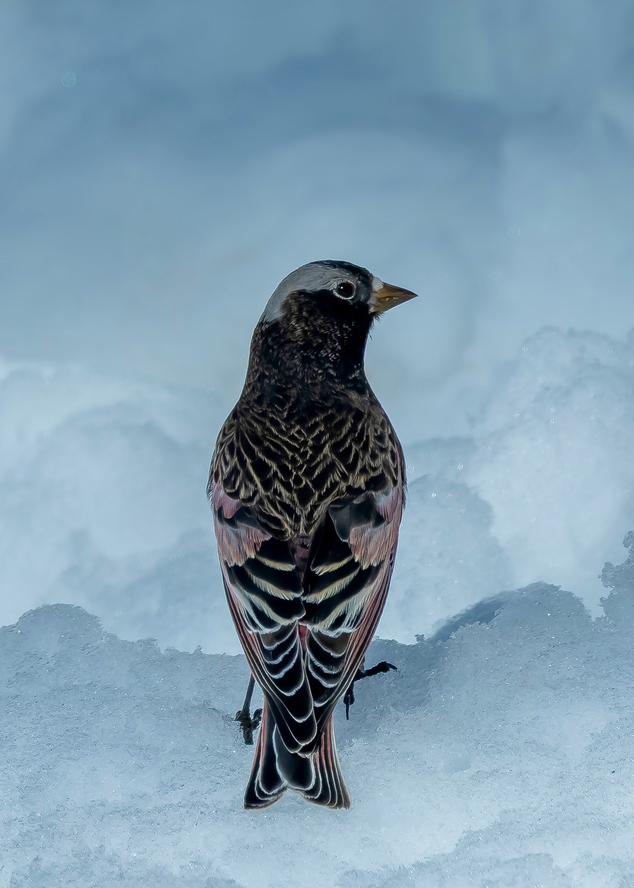 Black Rosy Finch standing on snow near feeders at Alta Ski Area