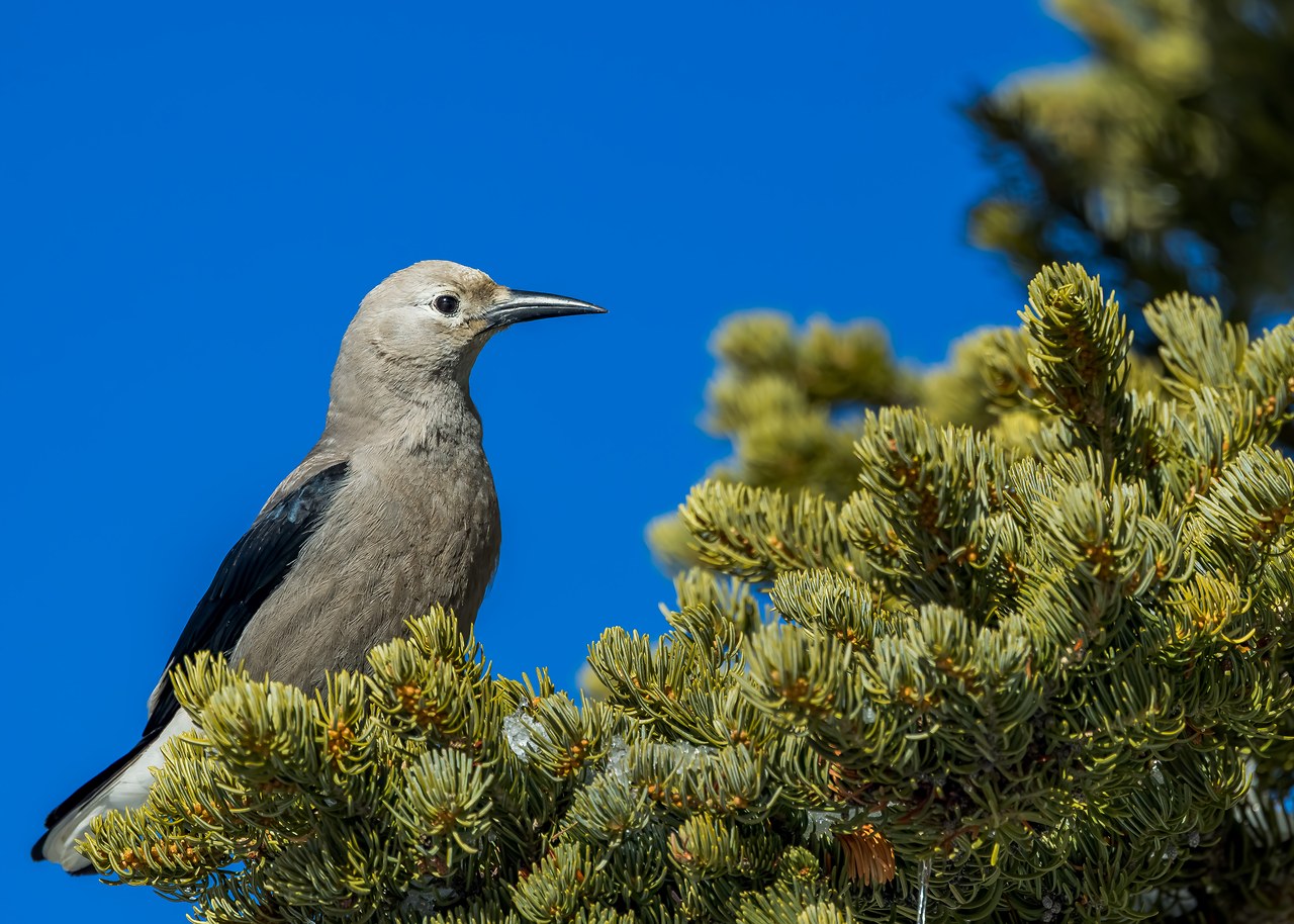 Clark’s Nutcracker perched on pine branches at Alta with deep blue sky in the background