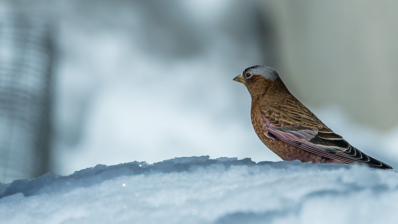 Gray-crowned Rosy Finch perched on snow at Alta Ski Area in winter
