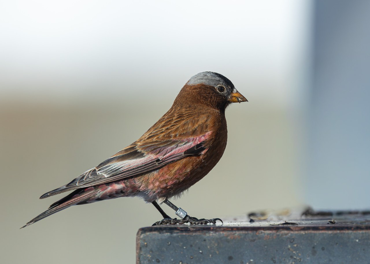 Gray-crowned Rosy Finch with a leg band perched on the edge of a feeder tray at Alta