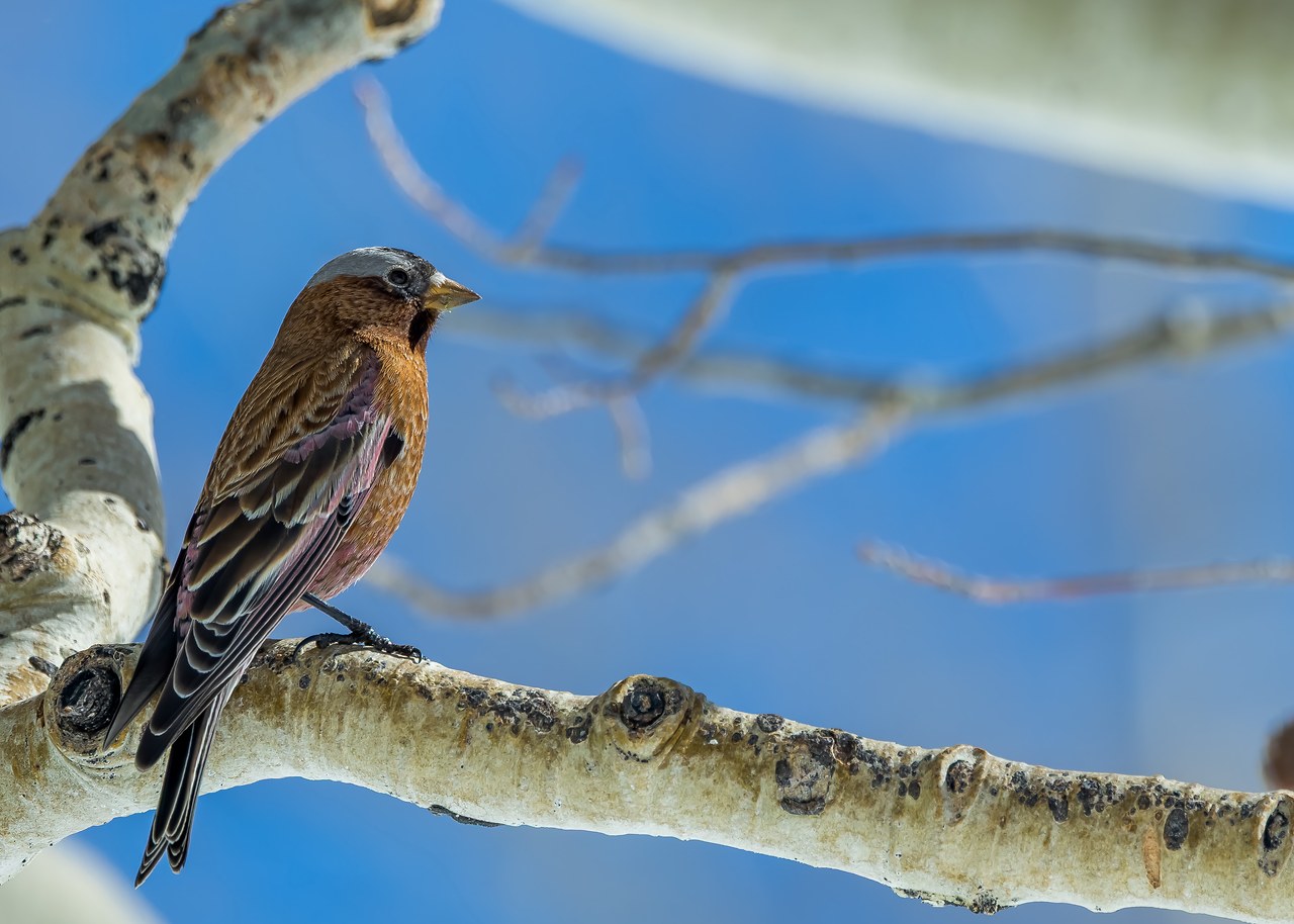 Gray-crowned Rosy Finch perched on pale branches with a soft blue mountain background at Alta