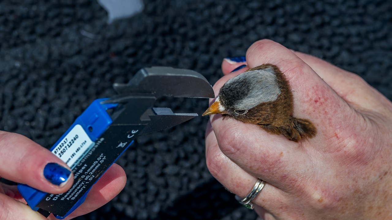 Banders measuring a Gray-crowned Rosy Finch at the Alta station