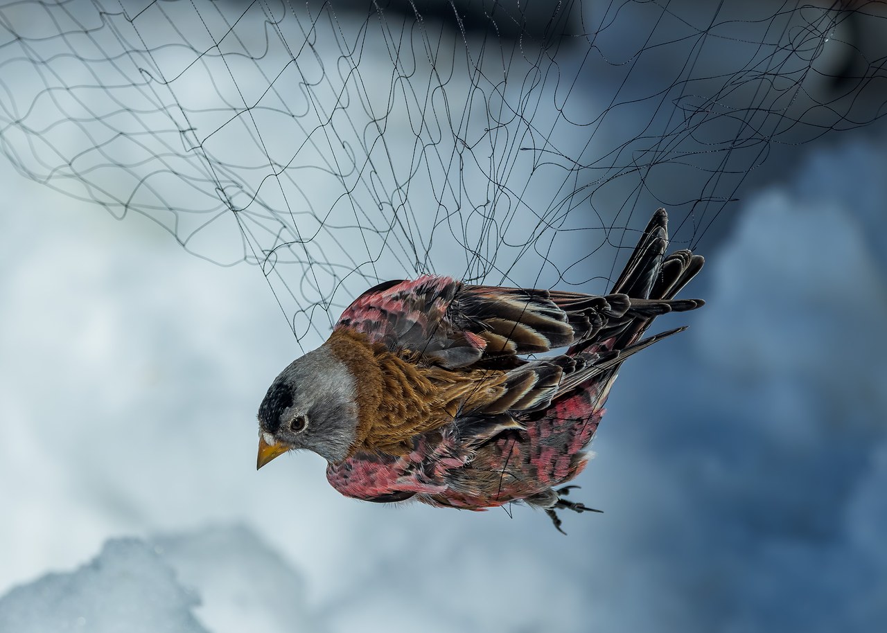 Gray-crowned Rosy Finch resting in a soft net during banding at Alta