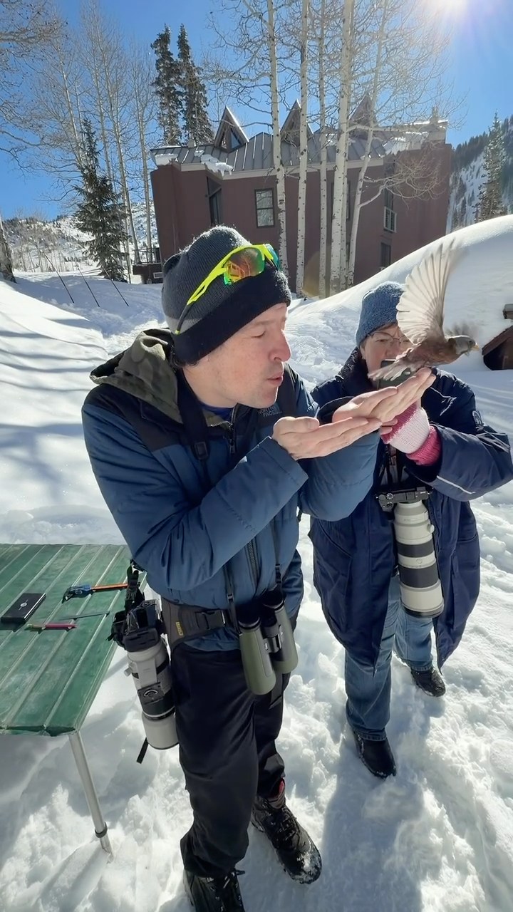 Mike releasing a Gray-crowned Rosy Finch during banding at Alta Ski Area in snowy alpine conditions