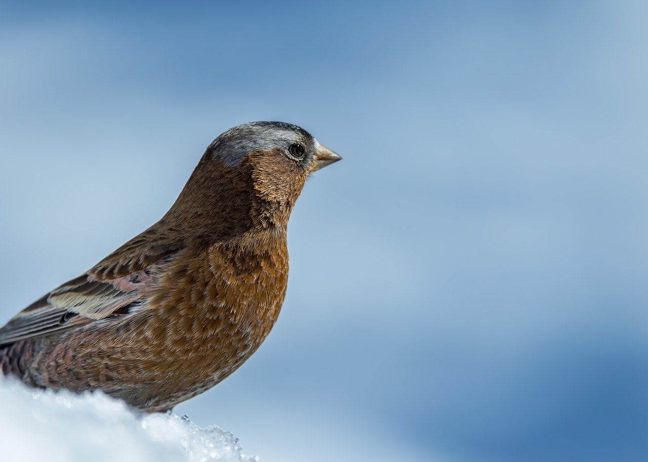 Gray-crowned Rosy Finch perched on snow with a smooth blue alpine backdrop at Alta