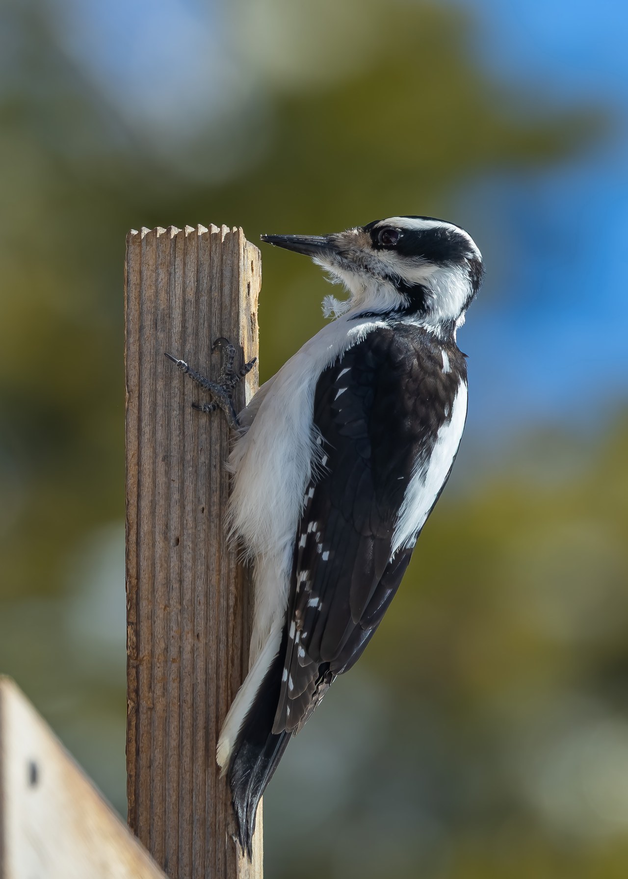 Hairy Woodpecker perched on a wooden post near the Alta feeder area showing its long bill and shaggy facial feathers