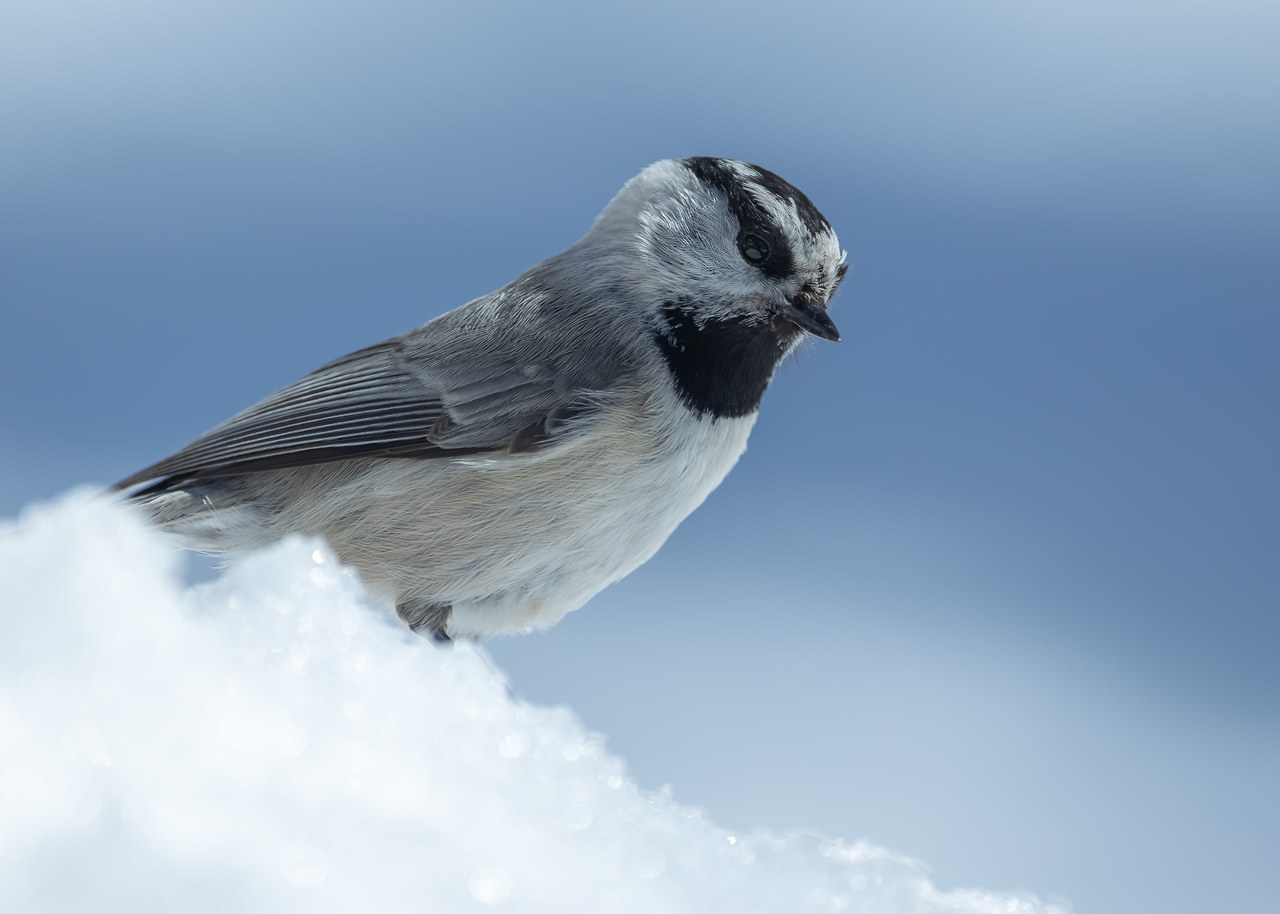 Mountain Chickadee perched on a mound of snow at Alta with a soft blue alpine background
