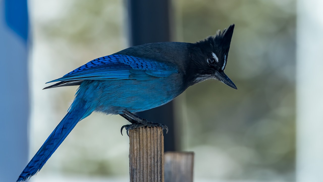 Steller’s Jay perched on a wooden post near the Alta feeder area, showing vivid blue wing feathers