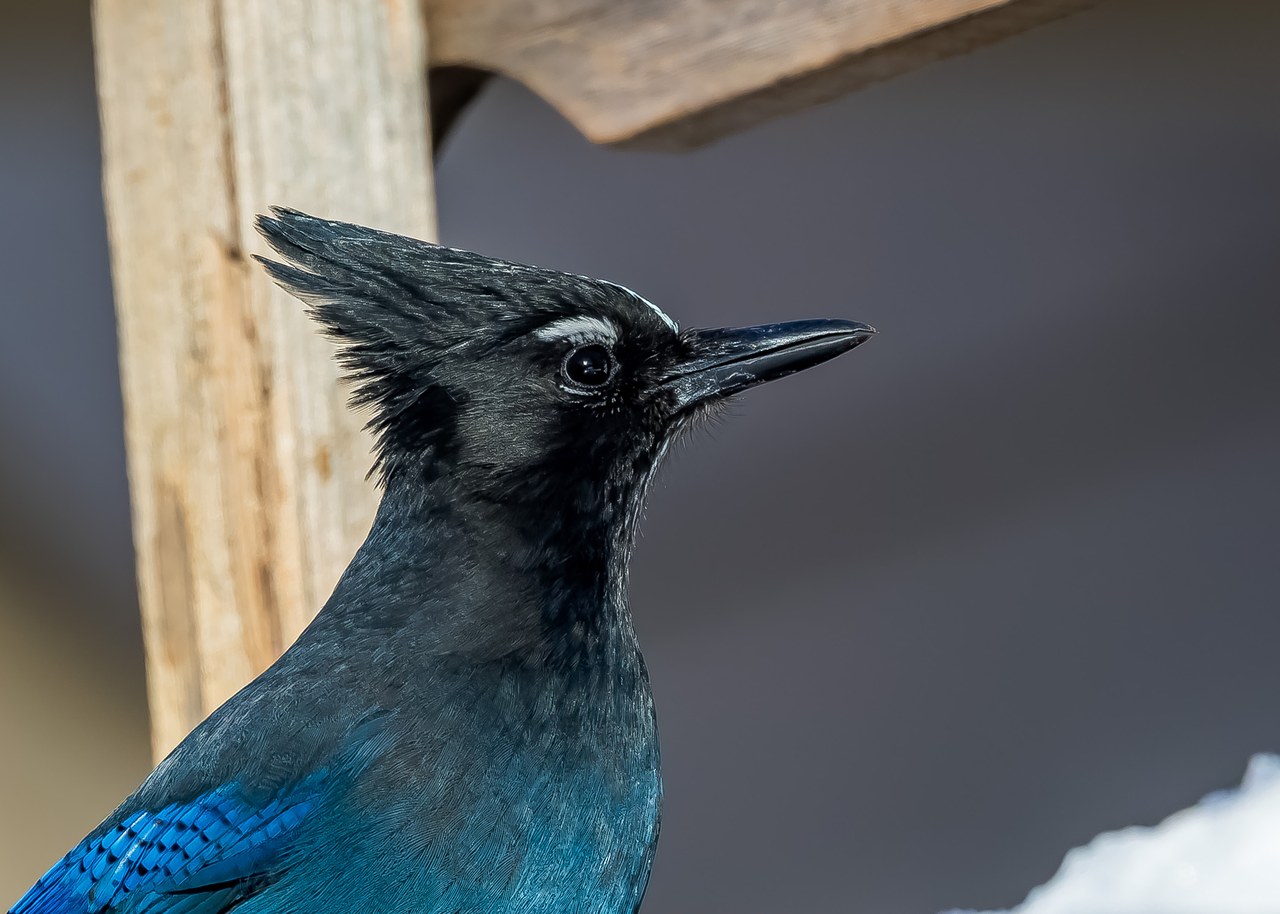 Close portrait of a Steller's Jay near the feeders at Alta Ski Resort in Utah