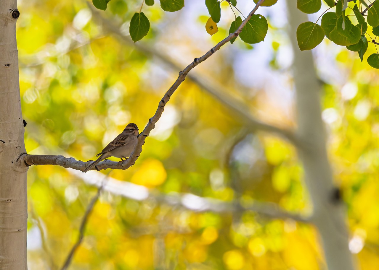 Chipping Sparrow perched among autumn branches at Alta, Utah