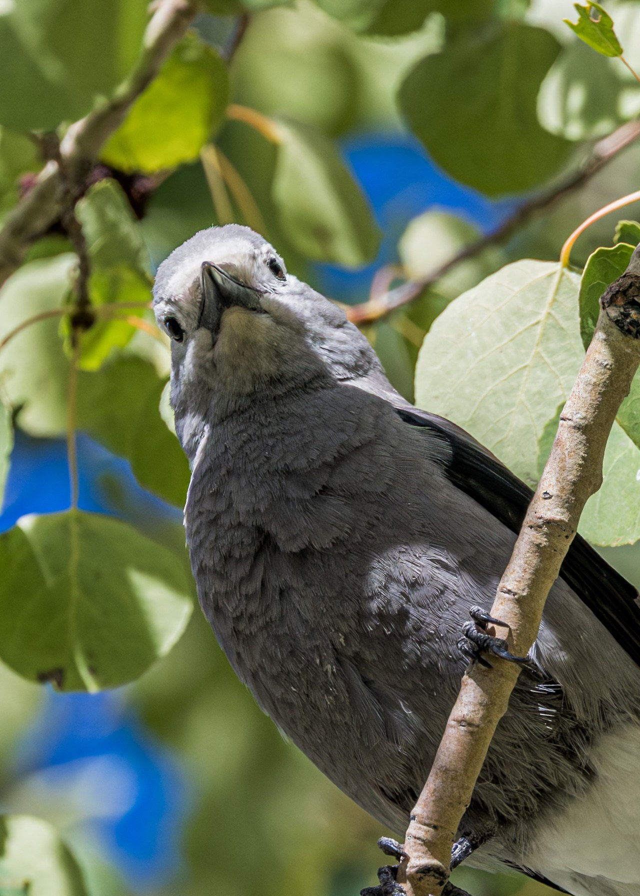 Clark’s Nutcracker perched close among aspen branches at Alta, Utah