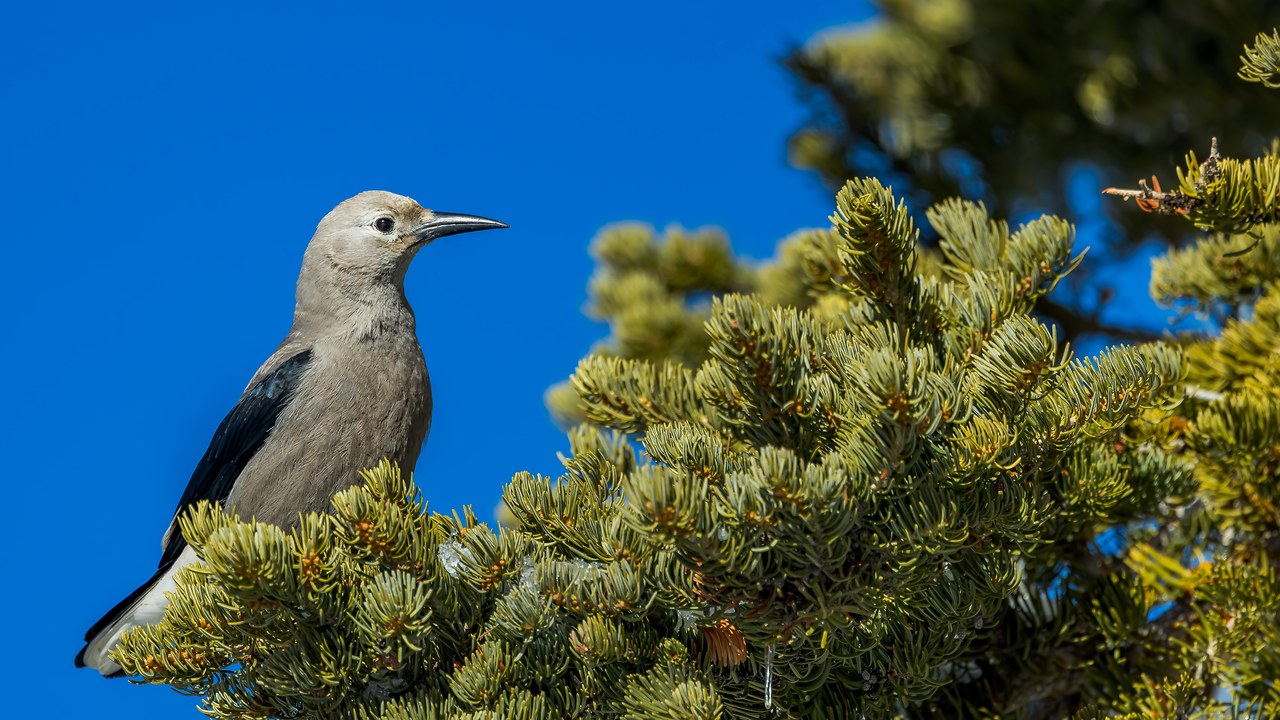 Clark’s Nutcracker perched in a conifer at Alta, Utah